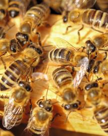 Les abeilles font le miel de l’Observatoire pérenne de l’environnement